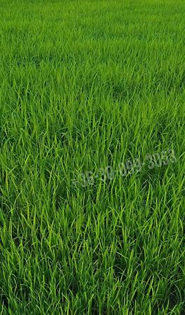 Eladó földterület Dunakiliti