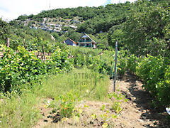 Eladó földterület Tatabánya, Turul hegyoldal