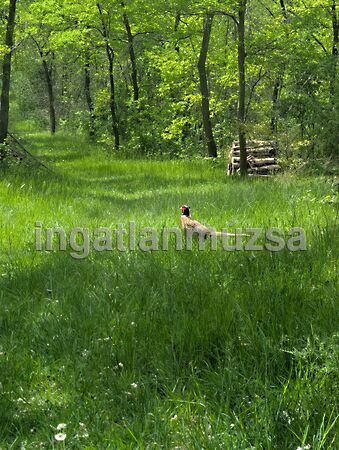 Eladó földterület Kecskemét, Kadafalva