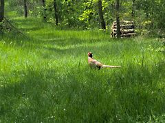 Eladó földterület Kecskemét, Kadafalva