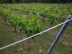 Eladó földterület Szekszárd, Szőlőhegy