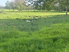 Eladó földterület Balatongyörök