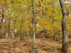 Eladó földterület Kismaros