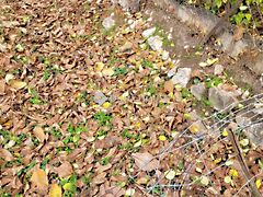 Eladó földterület Pécsvárad