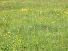 Eladó földterület Tiszacsege