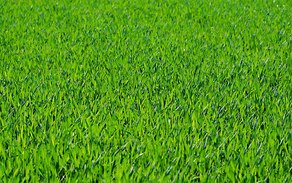 Eladó földterület Látrány