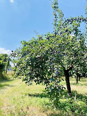 Eladó földterület Vác