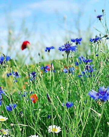 Eladó földterület Budaörs