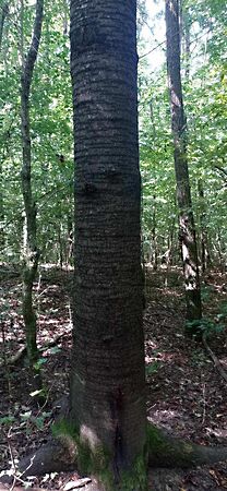 Eladó földterület Kaposkeresztúr