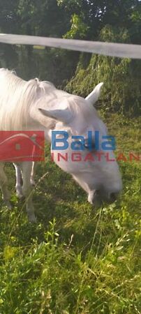 Kiadó földterület Budapest, XVII. kerület