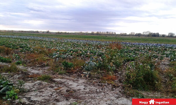 Eladó földterület Alsónémedi