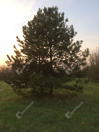 Eladó földterület Tata