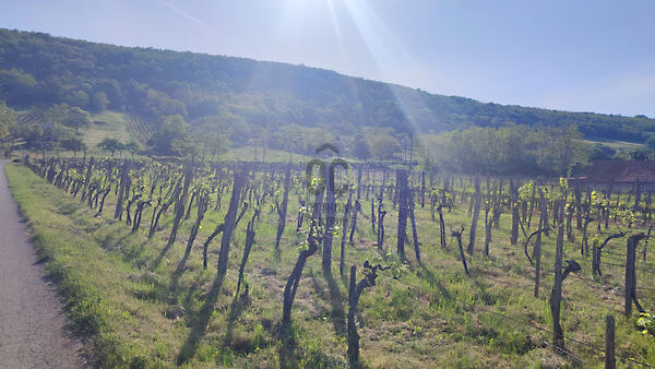 Eladó földterület Monostorapáti