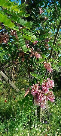 Eladó földterület Kunpeszér