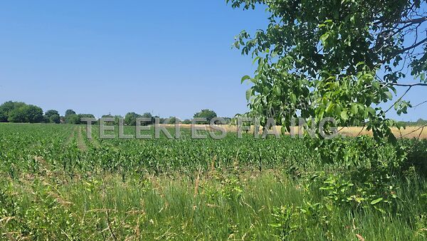 Eladó földterület Albertirsa