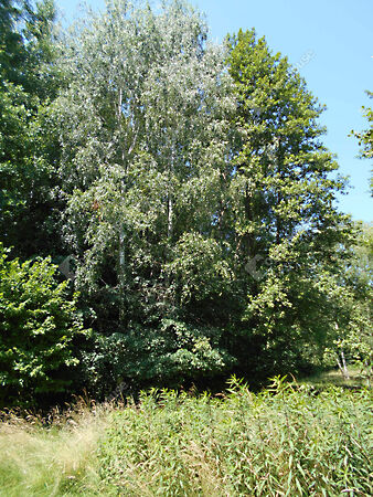 Eladó ház Hegyhátszentjakab