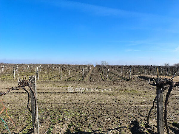 Eladó földterület Csengőd