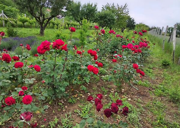Eladó földterület Balatonederics
