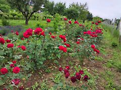 Eladó földterület Balatonederics