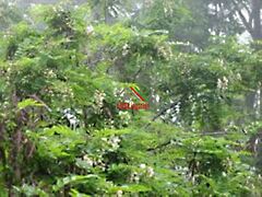 Eladó földterület Nemesdéd