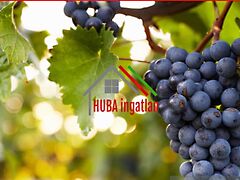 Eladó földterület Sopron