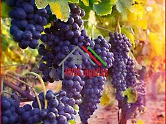 Eladó földterület Sopron