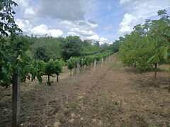 Eladó földterület Látrány