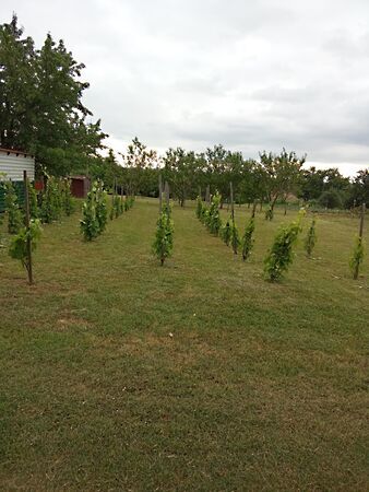 Eladó földterület Pogány