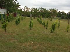 Eladó földterület Pogány