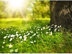 Eladó földterület Balatonkenese