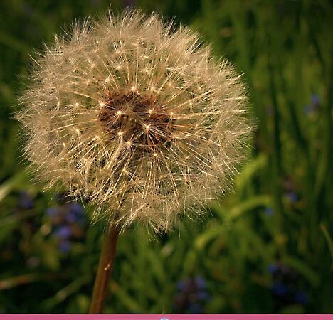 Eladó földterület Szekszárd