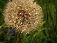 Eladó földterület Szekszárd