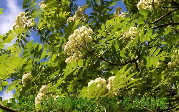 Eladó földterület Kéty