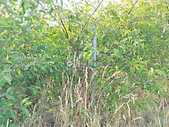 Eladó földterület Fonyód