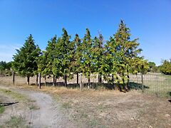 Eladó földterület Cegléd