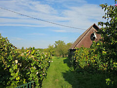 Eladó földterület Kisasszond