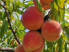 Eladó ház Debrecen, Dombos