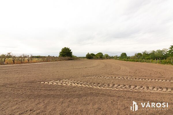 Eladó földterület Domaszék