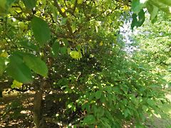 Eladó földterület Iszkaszentgyörgy