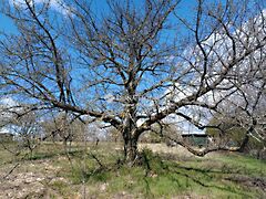 Eladó földterület Úny