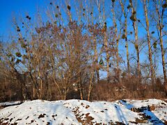 Eladó földterület Zalacsány