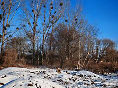 Eladó földterület Zalacsány
