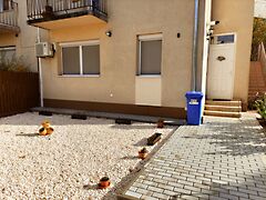 Kiadó lakás Debrecen, Kertváros