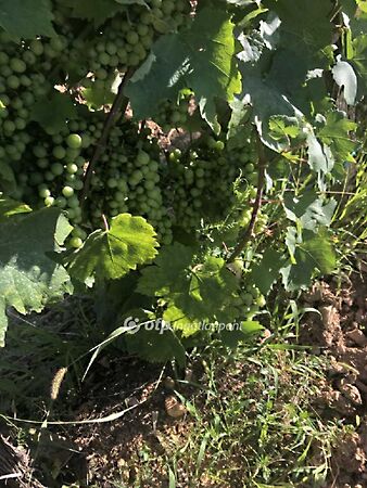 Eladó földterület Mád