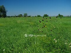 Eladó földterület Székesfehérvár