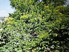 Eladó földterület Budapest, III. kerület