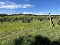 Eladó földterület Balatonrendes