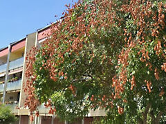 Eladó lakás Balatonfüred