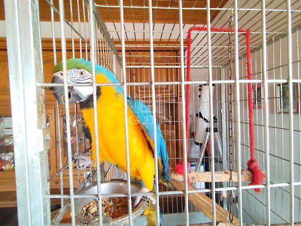 Eladó ház Mátyásdomb