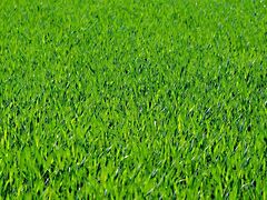 Eladó földterület Gamás